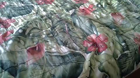 Rocco-load online show from February 23, 2025, 3:40 pm