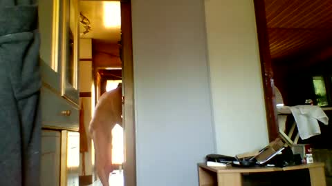 Snapshot of stevefromfrance chatting on July 20, 2026, 8:50 am stevefromfrance online show from July 20, 2026, 8:50 am