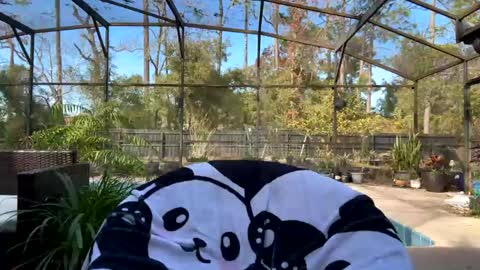 Jennah online show from February 1, 2025, 8:05 pm