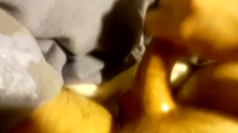 Snapshot of tf0_ chatting on March 3, 2025, 4:14 am tf0_ online show from March 3, 2025, 4:14 am