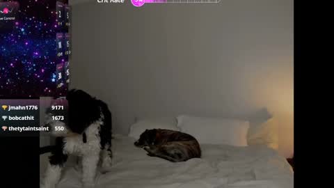 Snapshot of theselina_kyle chatting on January 25, 2025, 4:13 am Selina Kyle online show from January 25, 2025, 4:13 am