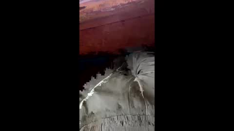 Snapshot of tree553 chatting on January 17, 2025, 8:44 pm tree553 online show from January 17, 2025, 8:44 pm