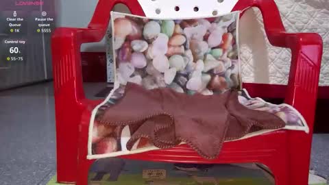 tulip_sexxy online show from September 26, 2025, 12:03 am