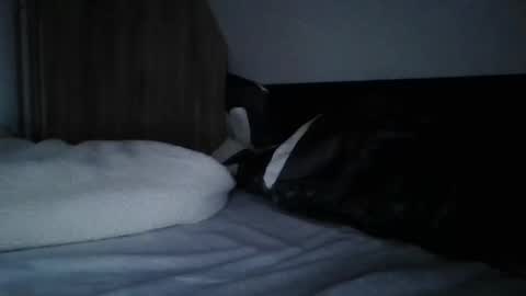 papa bear online show from February 11, 2025, 9:56 pm