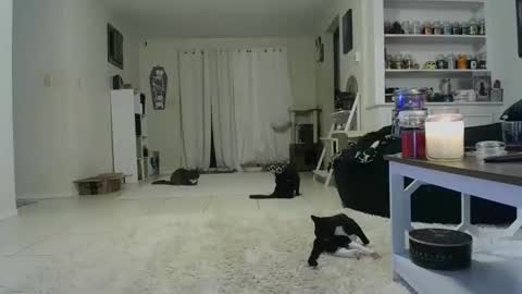 Crystal Lake online show from October 19, 2025, 7:42 am