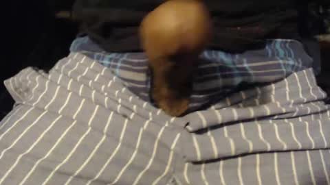 xentric777 online show from October 31, 2025, 8:04 am