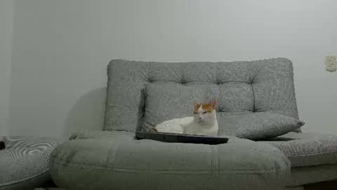 yeisongomezz online show from July 8, 2026, 1:21 am