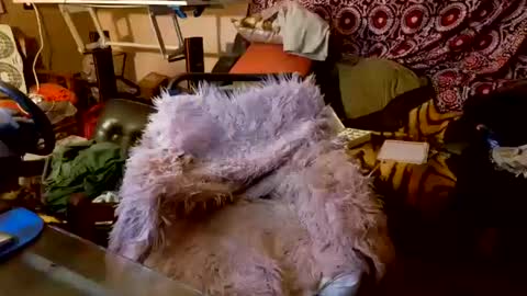 Snapshot of your_dog chatting on October 20, 2025, 5:08 am Taylor Tash online show from October 20, 2025, 5:08 am