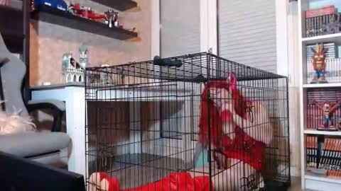 Snapshot of your_sissy_bitch chatting on February 20, 2026, 7:47 pm Owned by Hell On Heels online show from February 20, 2026, 7:47 pm