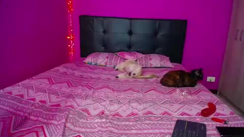 Snapshot of zara_tattoox chatting on December 14, 2024, 12:33 pm ZARA ANYELINA online show from December 14, 2024, 12:33 pm