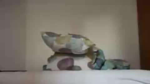 zkopa1234 online show from June 18, 2026, 1:48 pm