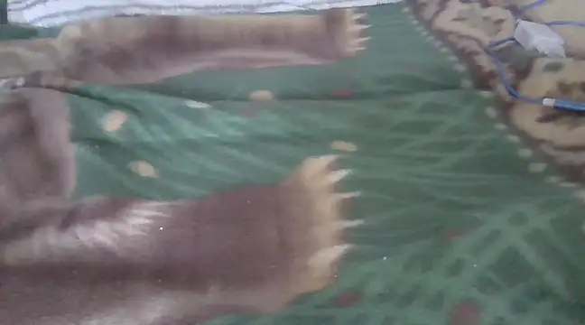 Snapshot of zorritasuperhot chatting on February 9, 2025, 5:33 pm zorritasuperhot online show from February 9, 2025, 5:33 pm