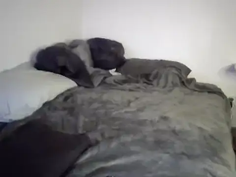 Snapshot of Iliketocooksquirt25 chatting on March 3, 2025, 8:05 am Iliketocooksquirt25 online show from March 3, 2025, 8:05 am