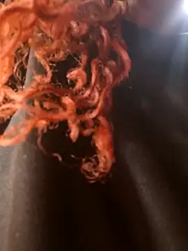 Swirly blac online show from March 24, 2026, 7:24 am