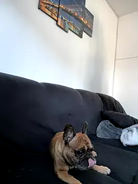 Snapshot of Bastilein1985 chatting on October 30, 2025, 9:11 am Bastilein1985 online show from October 30, 2025, 9:11 am