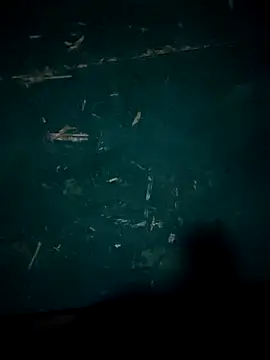 Rikipollav online show from December 14, 2025, 3:45 am