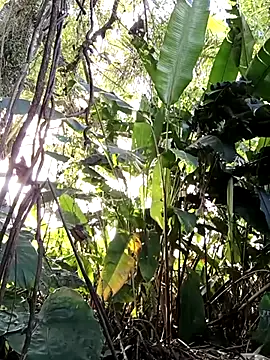 tuwegon online show from June 17, 2026, 9:38 pm