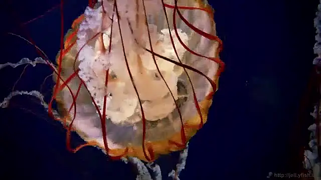 streamy test11 online show from December 3, 2024, 9:55 am