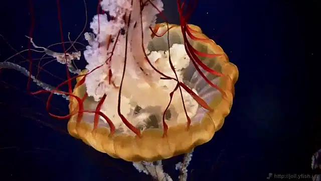 streamy test11 online show from January 14, 2025, 8:20 am