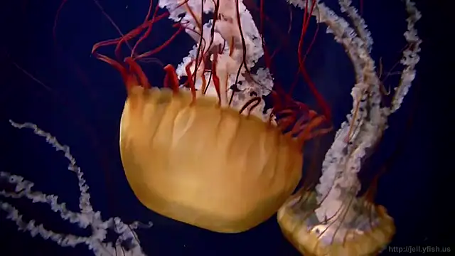 streamy test11 online show from October 17, 2025, 7:11 am