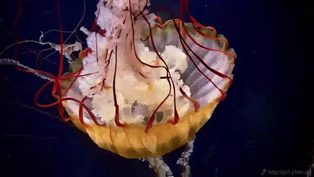 streamy test12 online show from December 13, 2024, 8:09 am