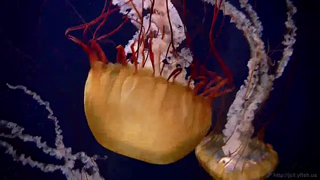 streamy test12 online show from December 24, 2024, 8:11 am