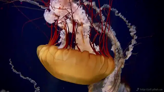 streamy test12 online show from February 4, 2025, 8:13 am