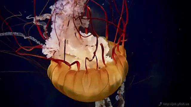 streamy test12 online show from October 21, 2025, 7:42 am