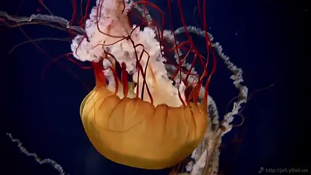 streamy test12 online show from December 15, 2025, 3:05 pm