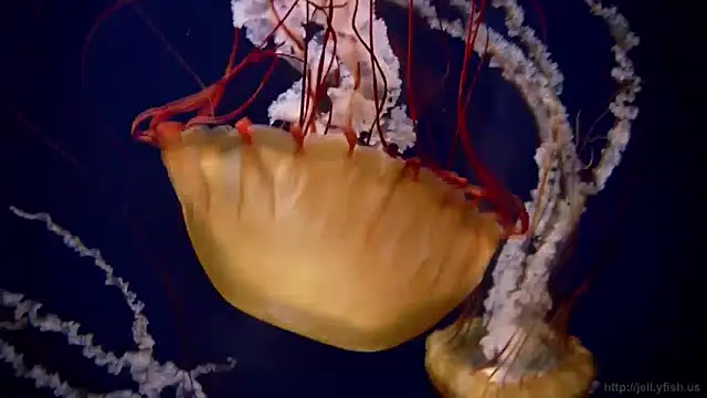 Snapshot of streamy_test13 chatting on December 3, 2024, 9:55 am streamy test13 online show from December 3, 2024, 9:55 am