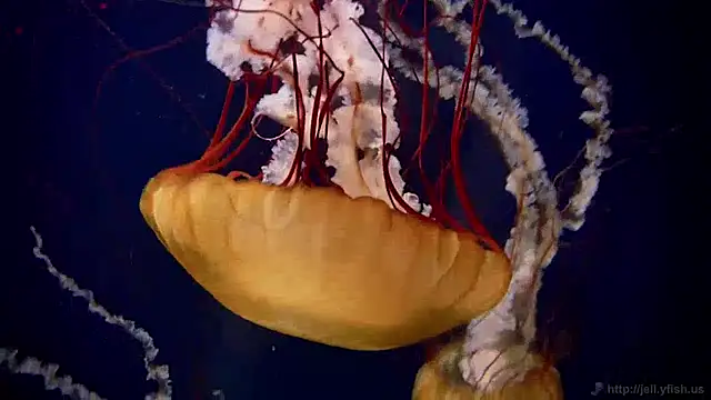 Snapshot of streamy_test13 chatting on December 16, 2024, 8:09 am streamy test13 online show from December 16, 2024, 8:09 am