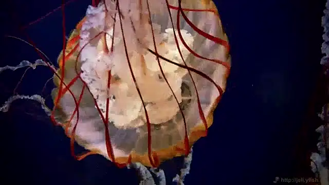 Snapshot of streamy_test13 chatting on December 20, 2024, 1:11 pm streamy test13 online show from December 20, 2024, 1:11 pm