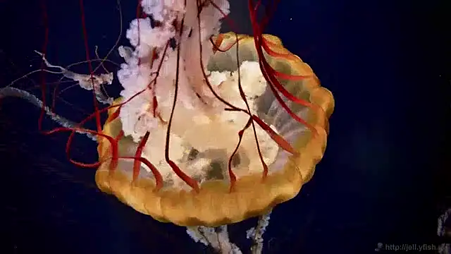 Snapshot of streamy_test13 chatting on January 28, 2025, 8:14 am streamy test13 online show from January 28, 2025, 8:14 am