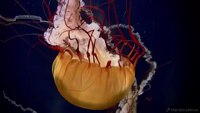 Snapshot of streamy_test13 chatting on February 3, 2025, 8:13 am streamy test13 online show from February 3, 2025, 8:13 am