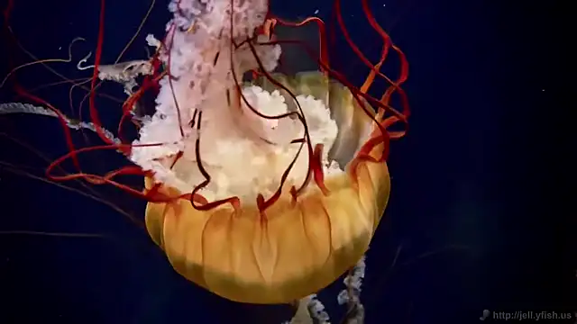 Snapshot of streamy_test13 chatting on September 9, 2025, 8:25 am streamy test13 online show from September 9, 2025, 8:25 am