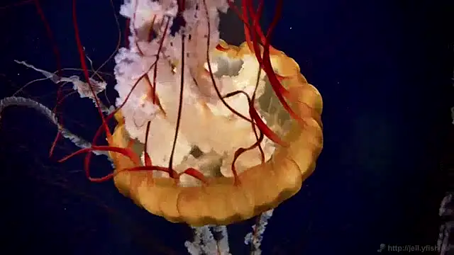 streamy test15 online show from December 9, 2024, 8:11 am