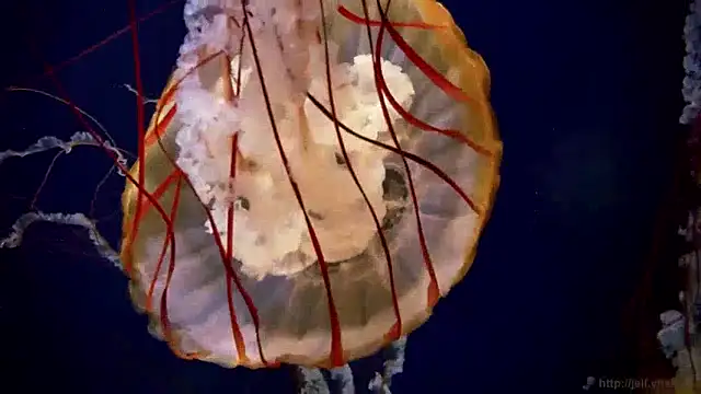 streamy test15 online show from December 10, 2024, 8:19 am