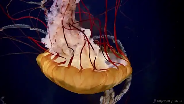 streamy test15 online show from September 19, 2025, 10:16 am