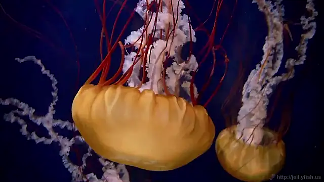 streamy test15 online show from November 12, 2025, 1:44 pm