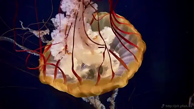 streamy test15 online show from February 12, 2026, 1:39 pm