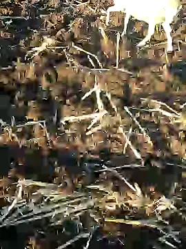 murokkk31 online show from January 9, 2025, 1:24 pm