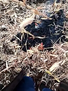 murokkk31 online show from November 27, 2025, 4:03 am