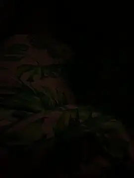 Snapshot of smithrosinha chatting on February 11, 2025, 4:44 am smithrosinha online show from February 11, 2025, 4:44 am