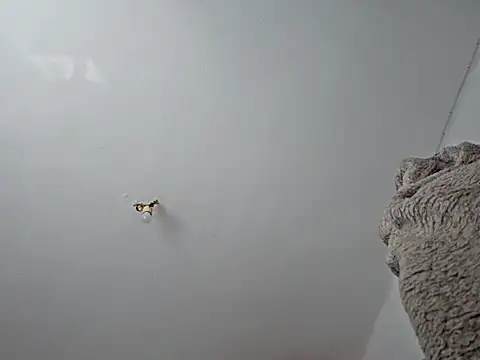 charlye inkkkk online show from March 1, 2025, 10:13 am