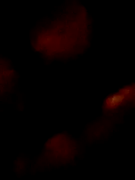 pretinhanovinha online show from March 7, 2026, 12:40 am