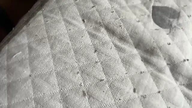 Hungry  Puppy online show from April 28, 2026, 8:41 am