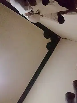 Danny lady online show from December 16, 2025, 11:21 pm