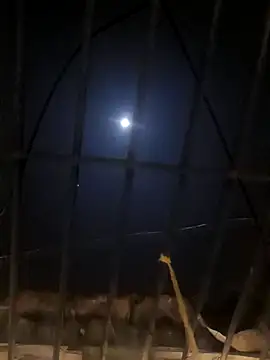 Snapshot of jellydicks chatting on January 11, 2025, 5:29 pm jellydicks online show from January 11, 2025, 5:29 pm