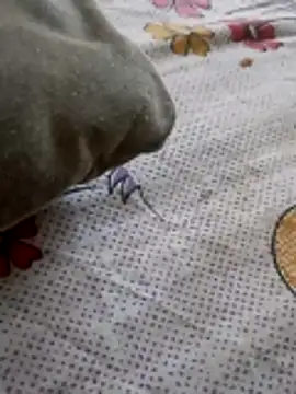 Punjabi beauty123 online show from February 8, 2026, 12:30 pm