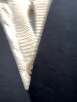 babydolll online show from September 19, 2025, 12:06 pm